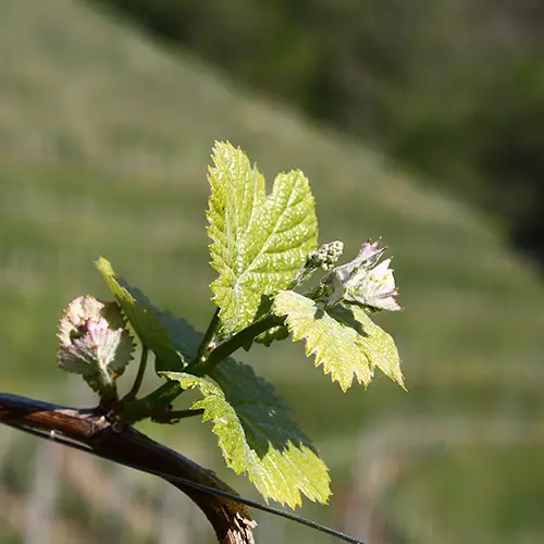 Bourgeons - Cycle de la vigne