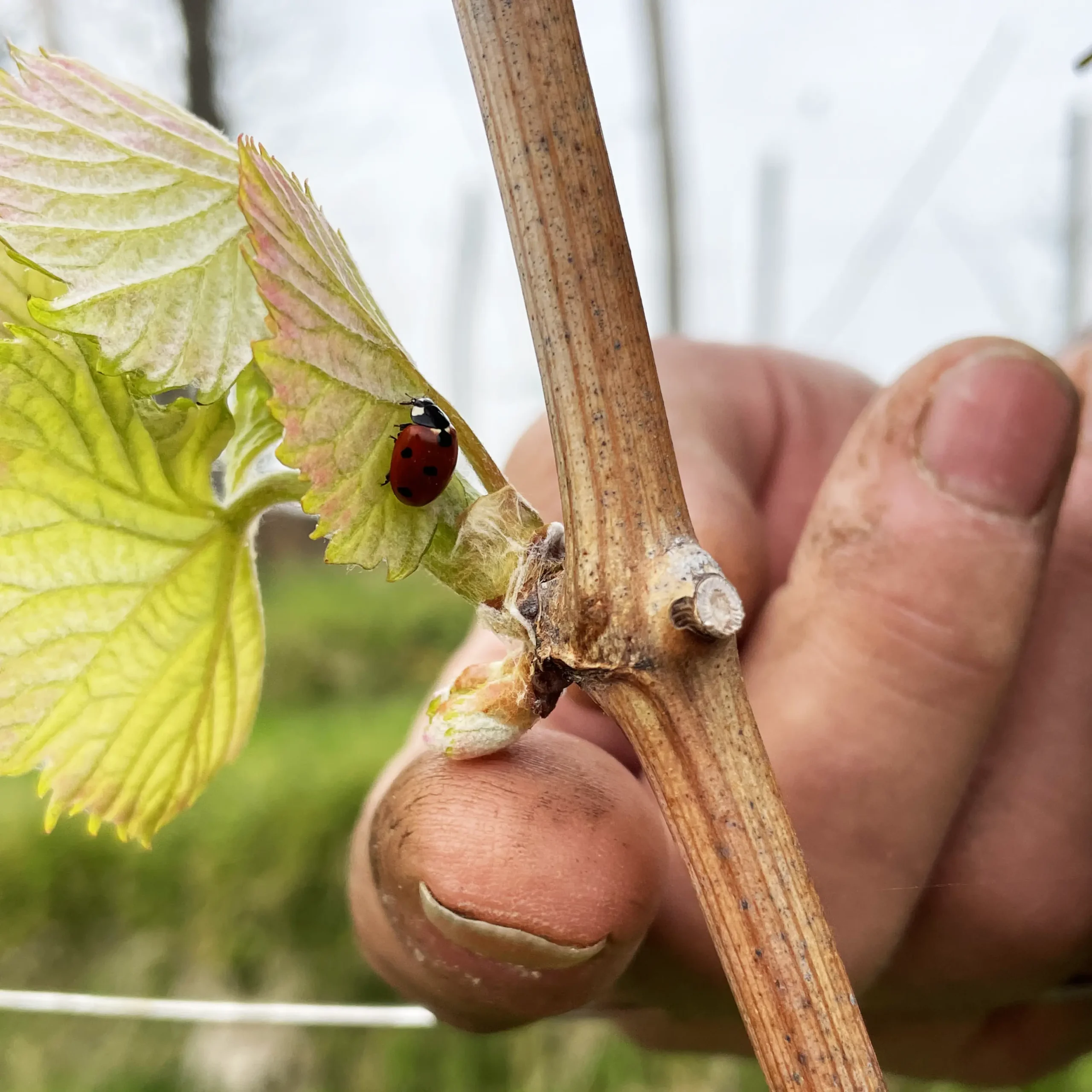 Coccinelle sur une jeune feuille de vigne tenue par un vigneron dans les vignes du Jurançon.