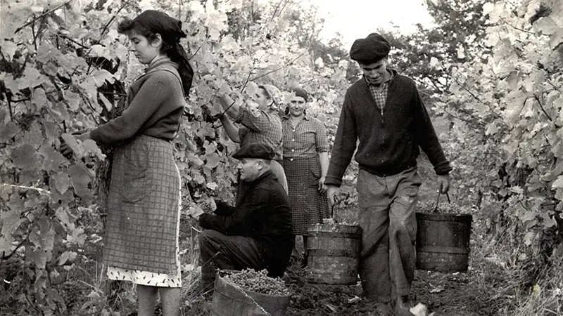 Vendanges dans les années 1950.