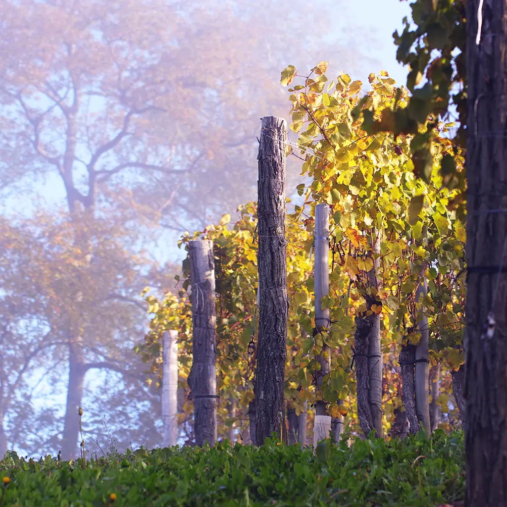 Rangs de vignes, sous un soleil automnal.