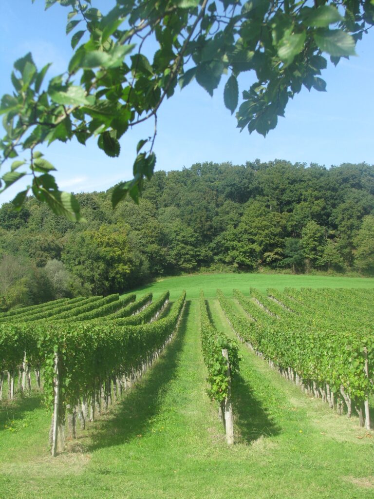 Les vignes de l'AOP Béarn